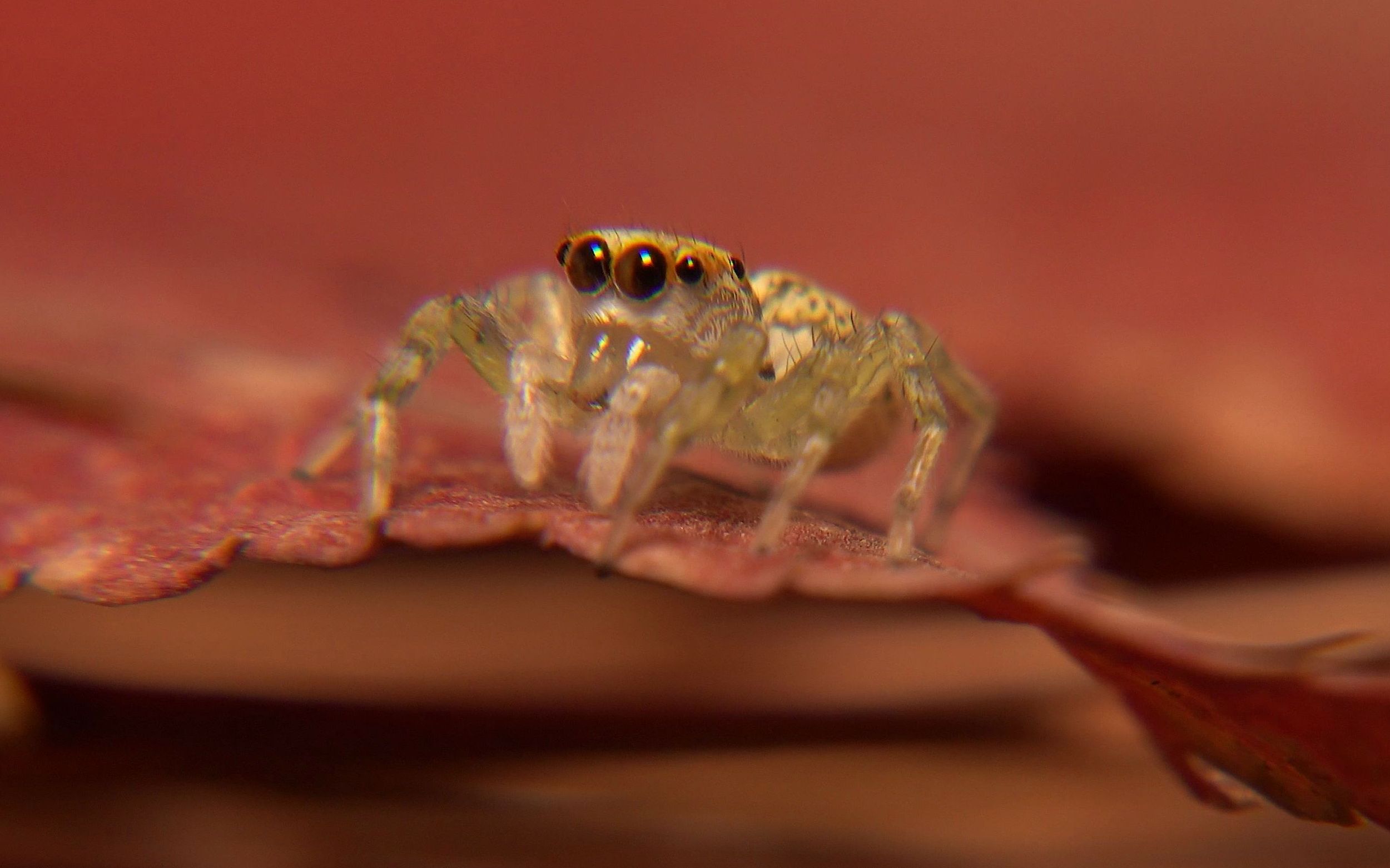 【生物记录/跳蛛】多色金蝉蛛