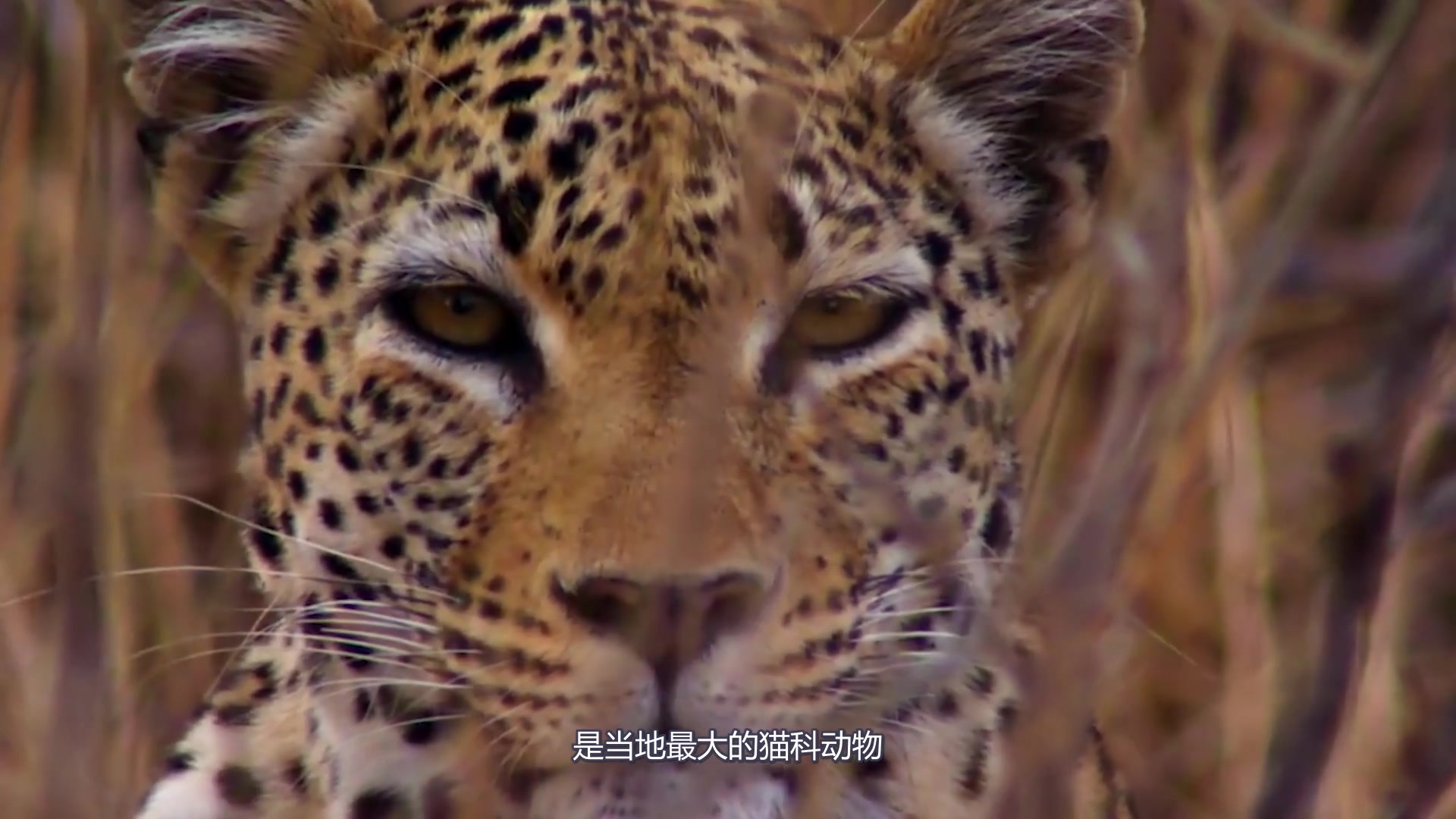 世界上第三大猫科动物,凶猛程度可与孟加拉虎媲美,很厉害的猎手