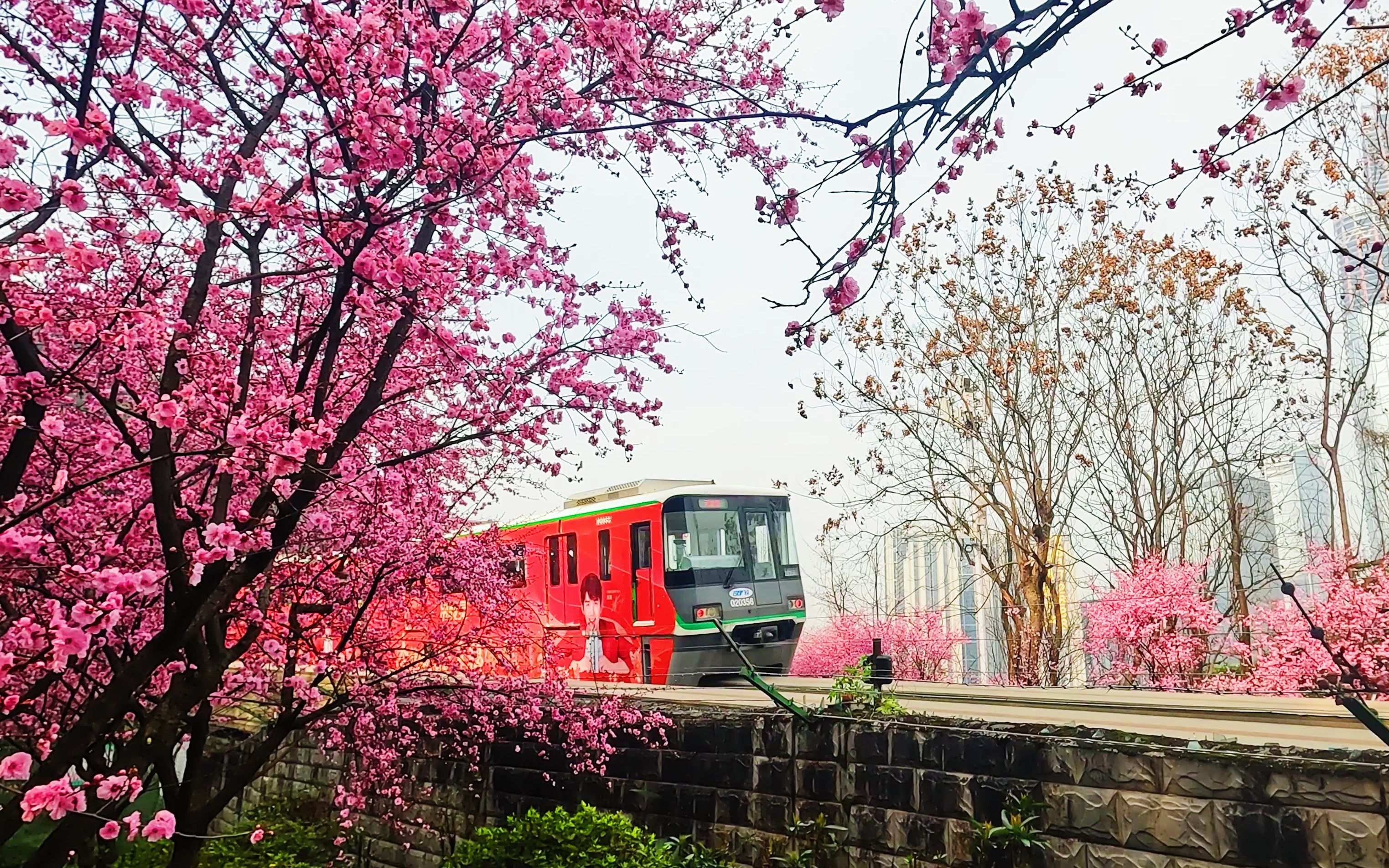 [图]没有之一！观赏重庆“开往春天的列车”最佳路线！