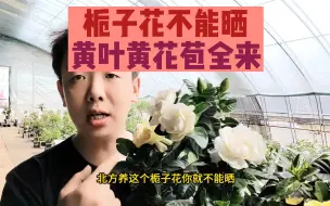 Video herunterladen: 栀子花不能晒，黄叶掉花苞全来