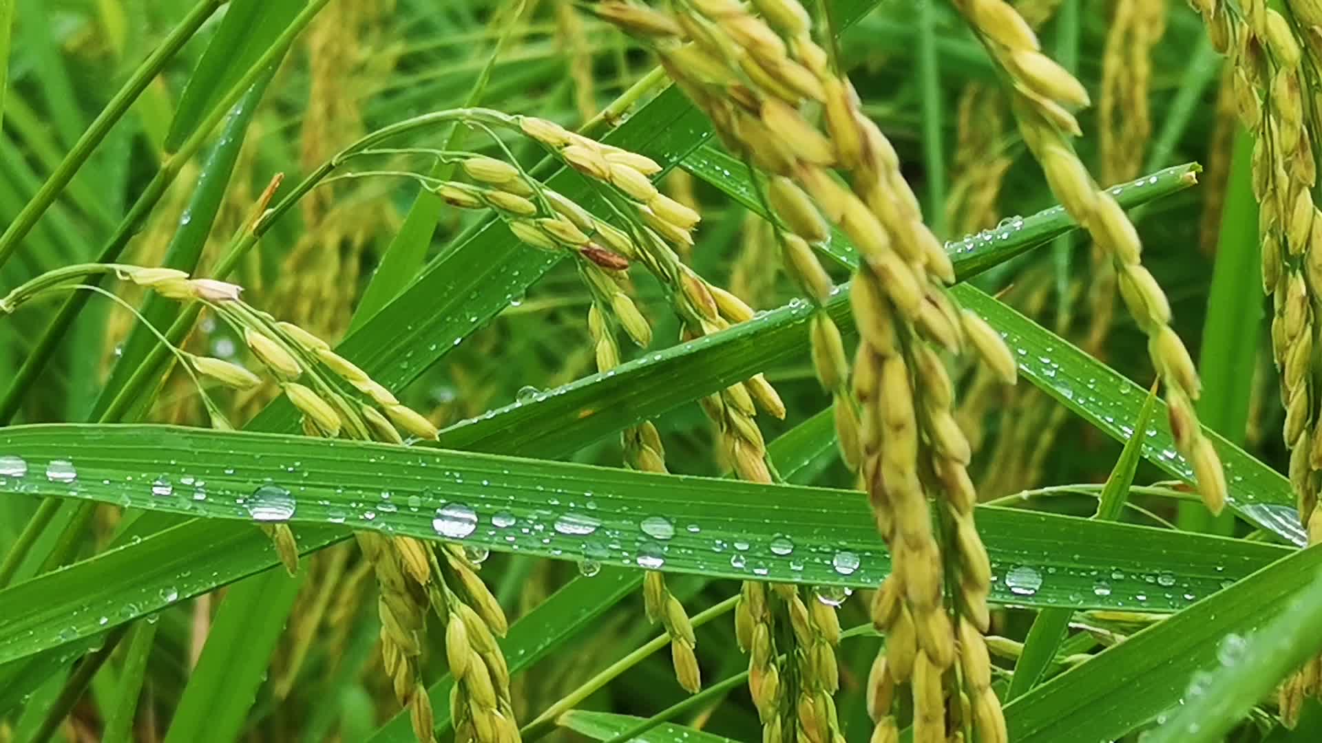 [图]雨过山村六月凉，田田流水稻花香。