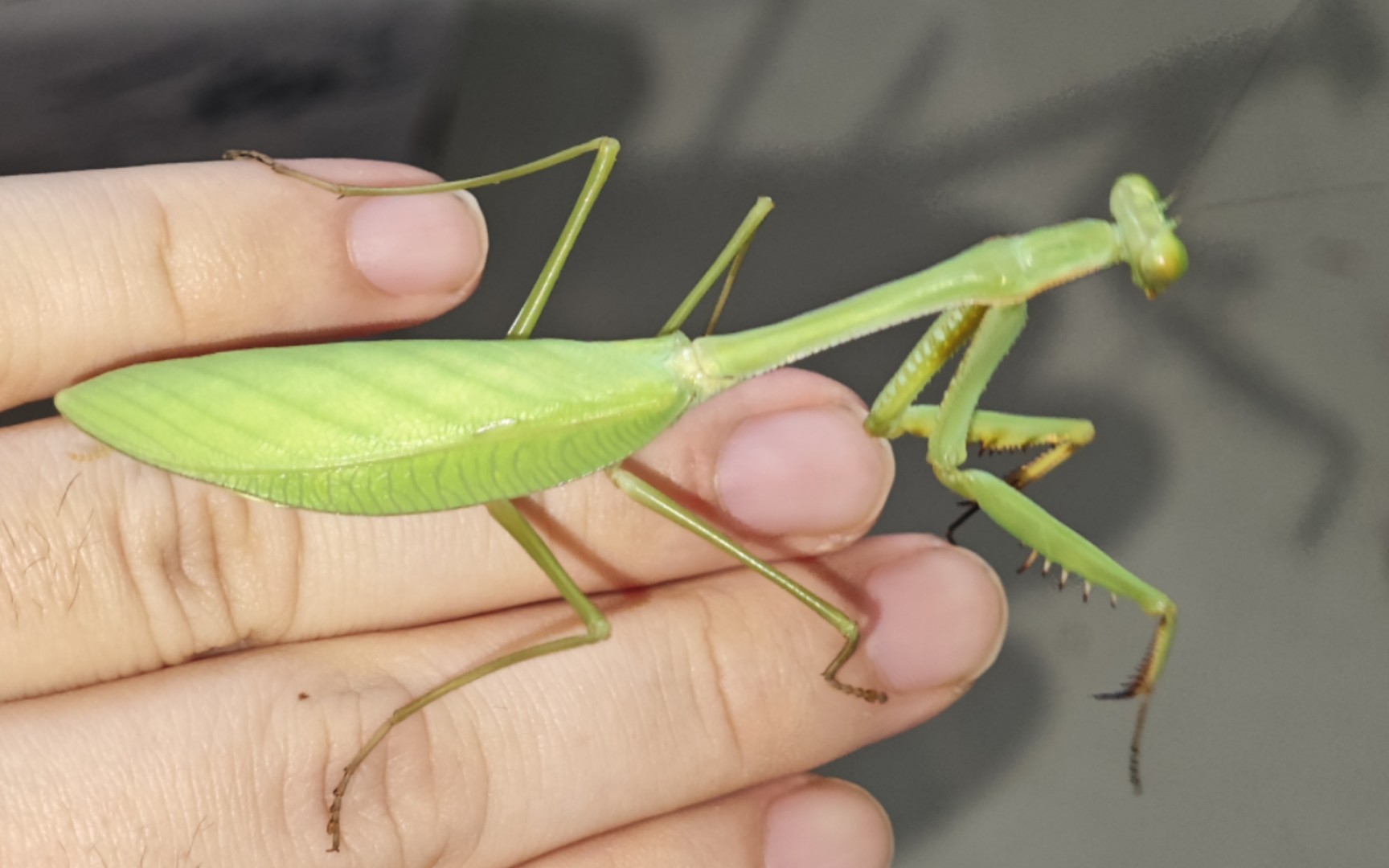 优雅斧螳(丽斧螳)-camelomantis sp