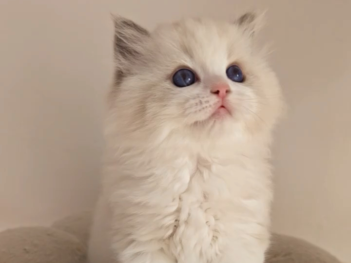 布偶猫 灵活的小胖猫