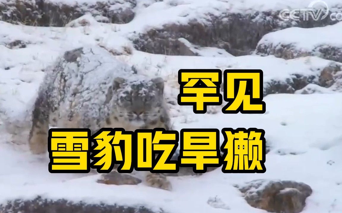 雪豹吃旱獭罕见画面 吃起来还有点不情愿的样子哔哩哔哩bilibili