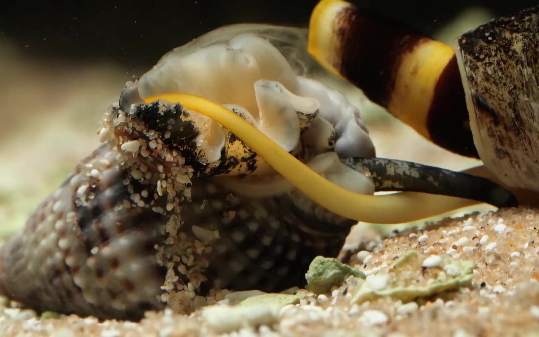 外表美丽的鸡心螺 却是令人毛骨悚然的致命杀手_哔哩哔哩_bilibili