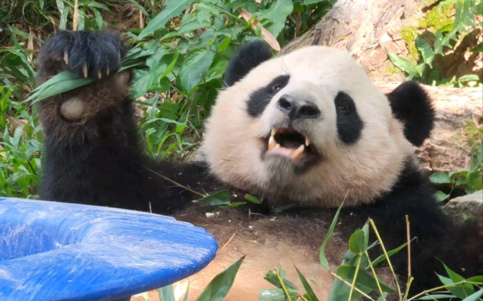 [大熊猫隆仔]你太老广了