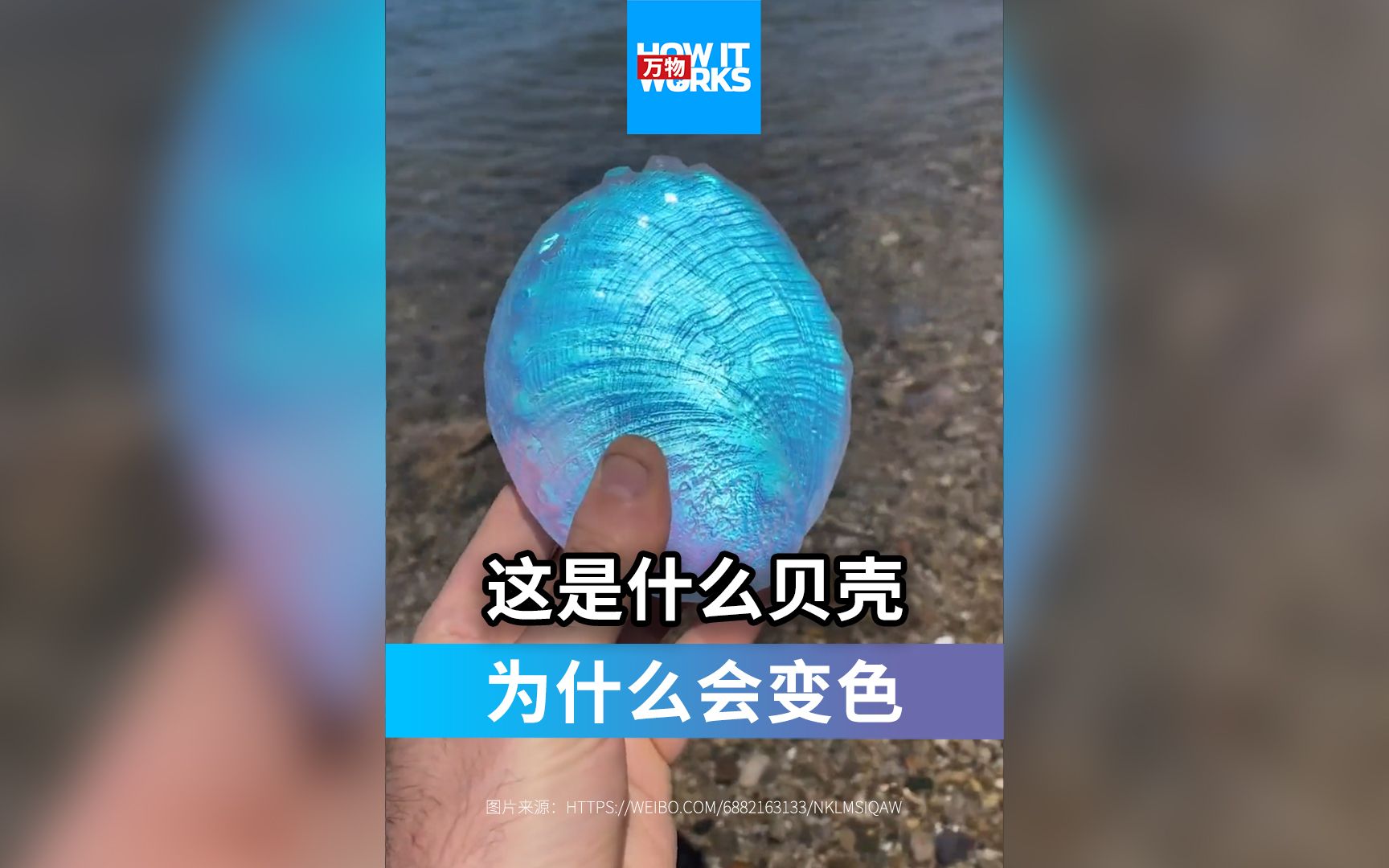 变色“贝壳”哔哩哔哩bilibili