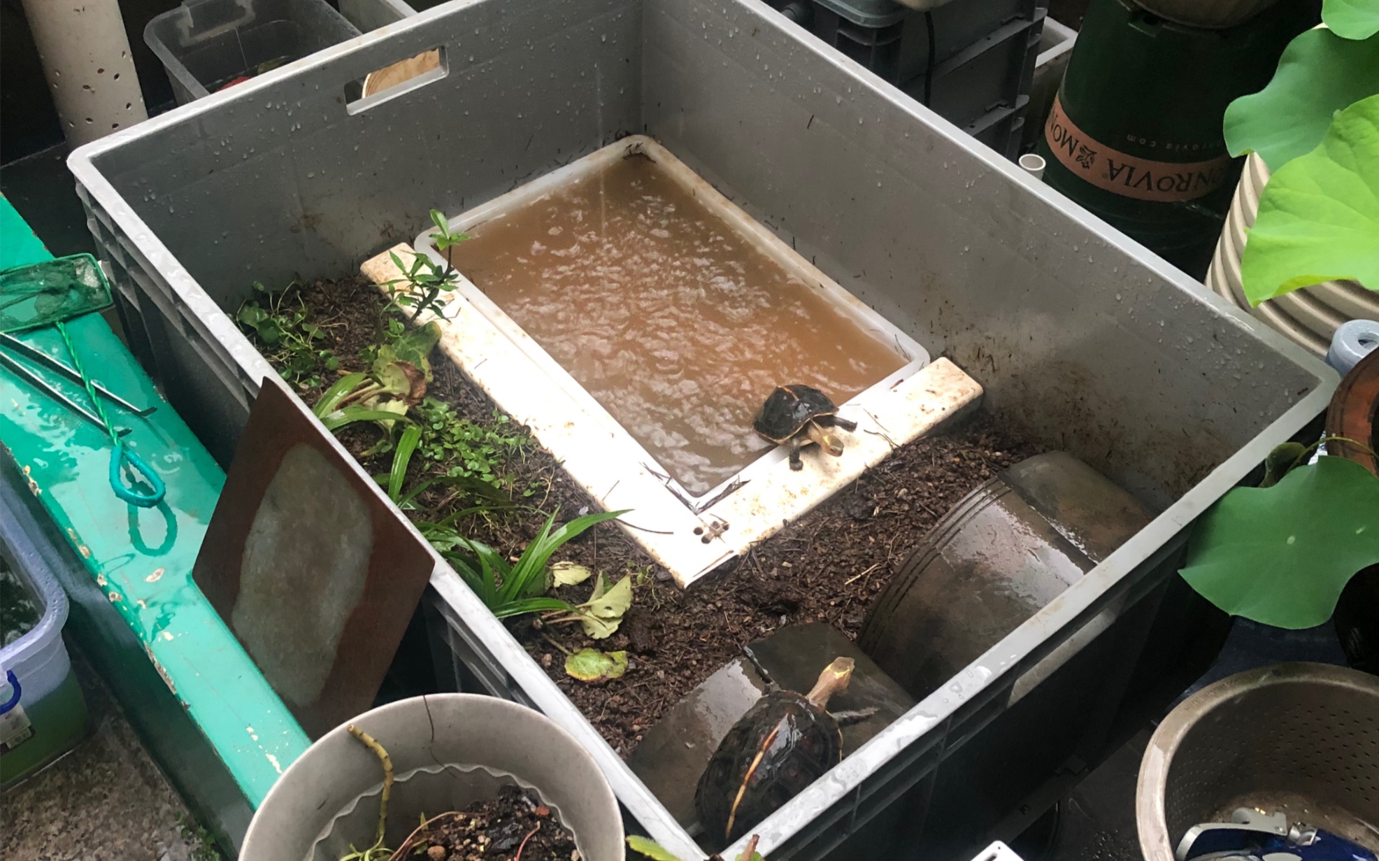 【黄缘】自制龟粮