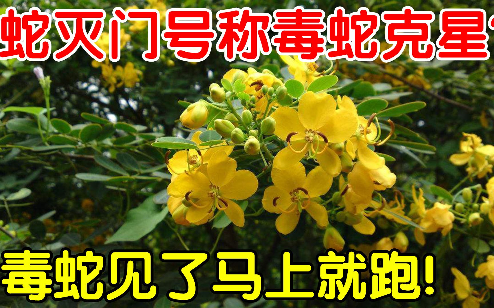 蛇灭门的功效(蛇灭门:祛风镇痛,改善关节炎,提高免疫力)