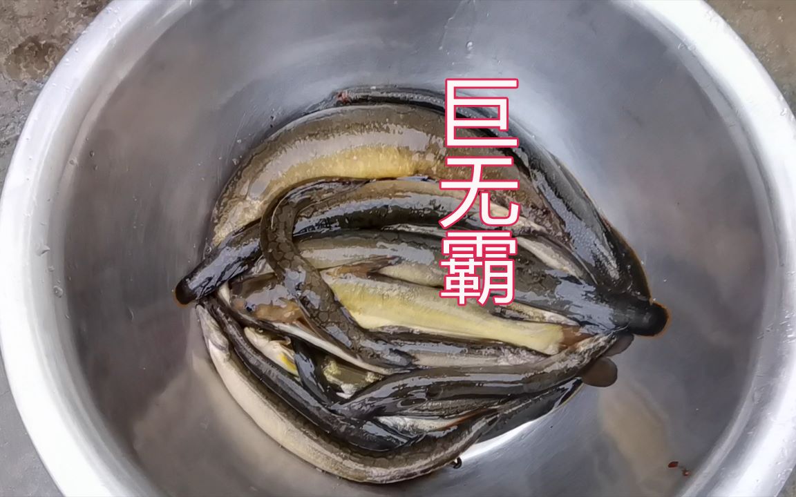 辣錐魚中的巨無霸