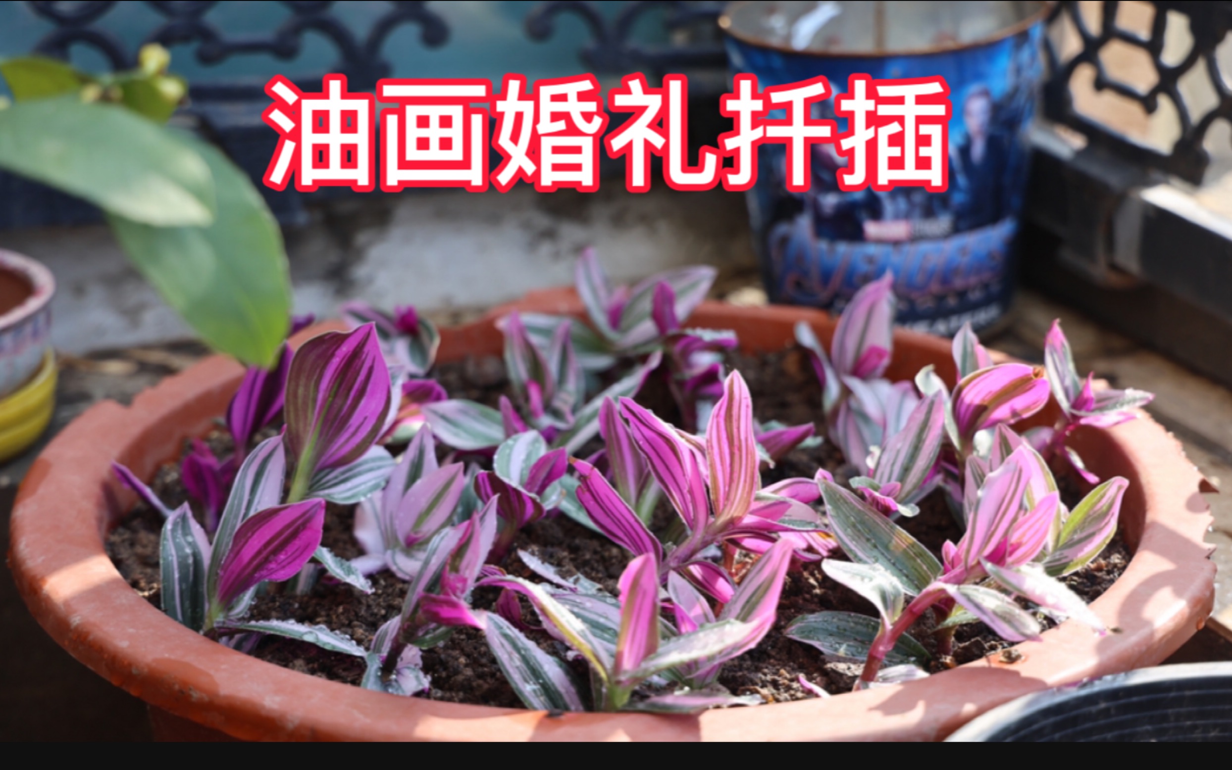 油画婚礼扦插