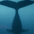 【4K】你听过鲸歌吗？