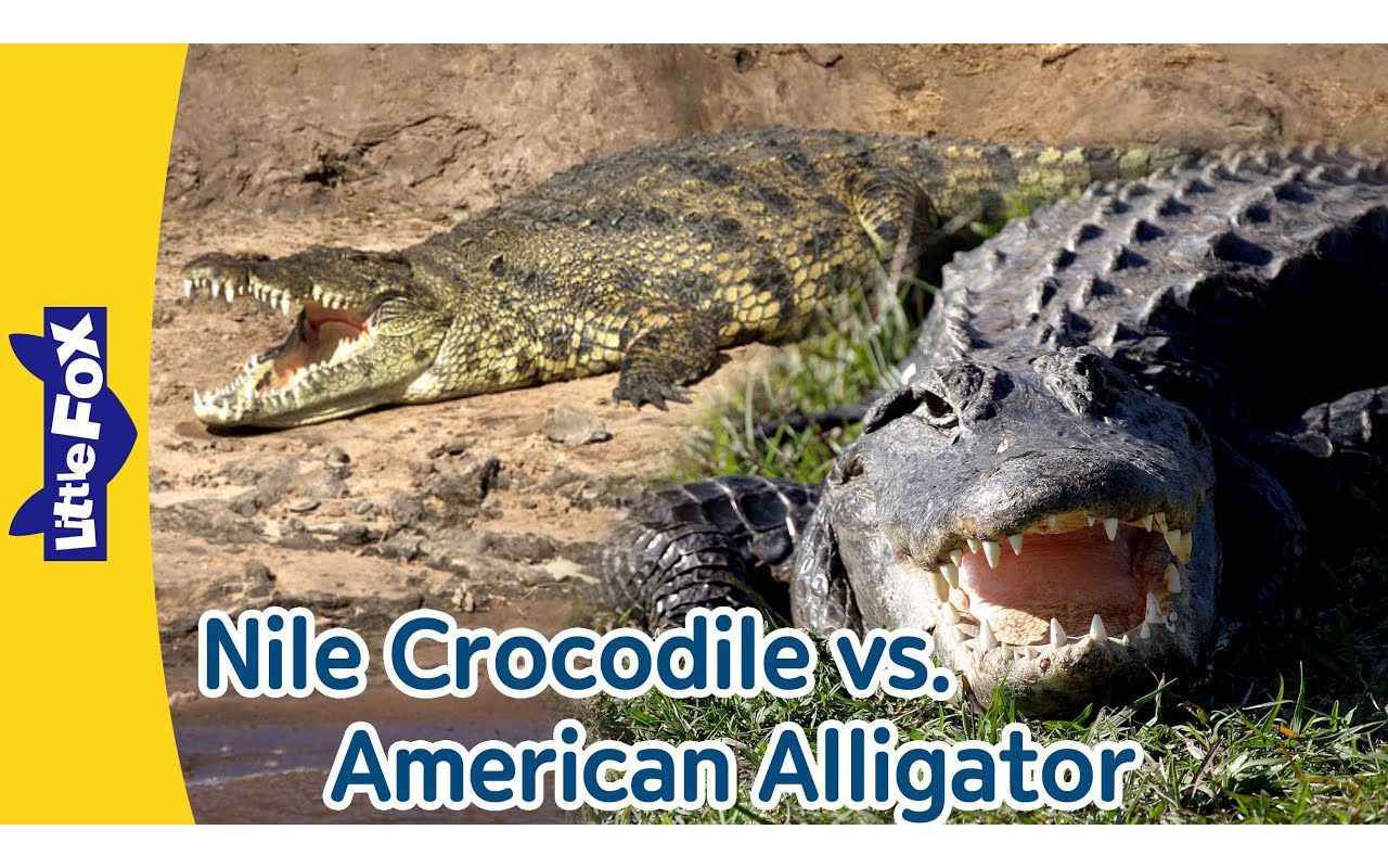 [图]Nile Crocodile vs. American Alligator ｜ Differences between Crocodiles and Allig