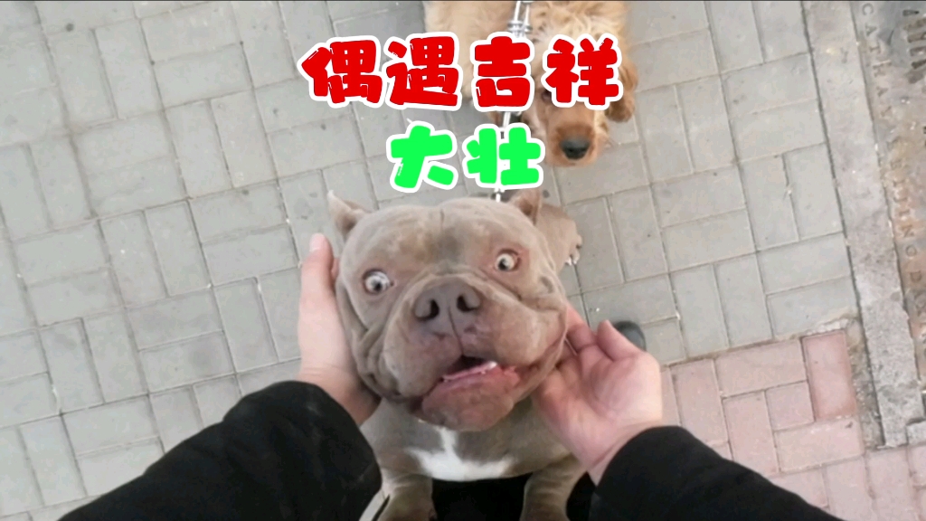 偶遇憨憨的恶霸犬大壮和爱调皮捣蛋的美卡哔哩哔哩bilibili