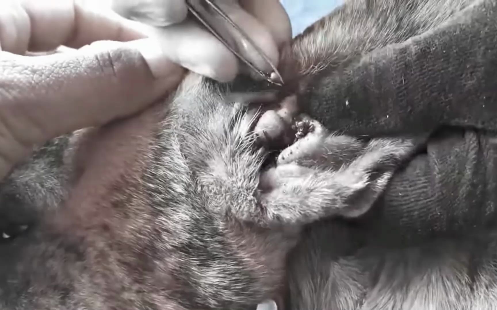 狗狗耳朵中有好大的蜱虫_哔哩哔哩_bilibili