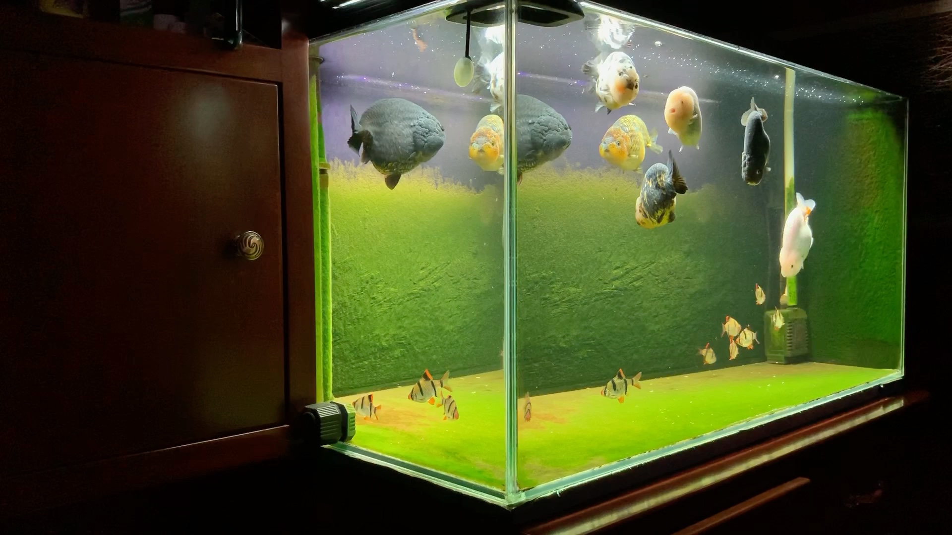 今日份兰寿缸换hua水