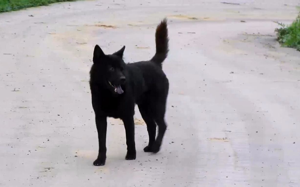 中华田园犬,这就是坊间所说的五黑,身材魁梧霸气侧漏