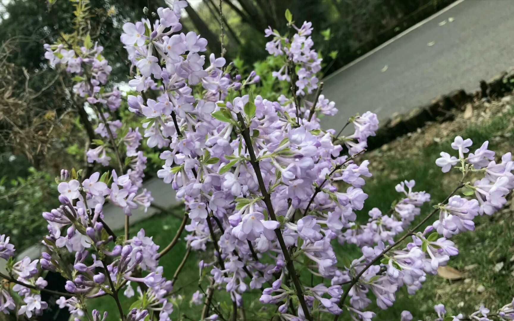芫华 B站
