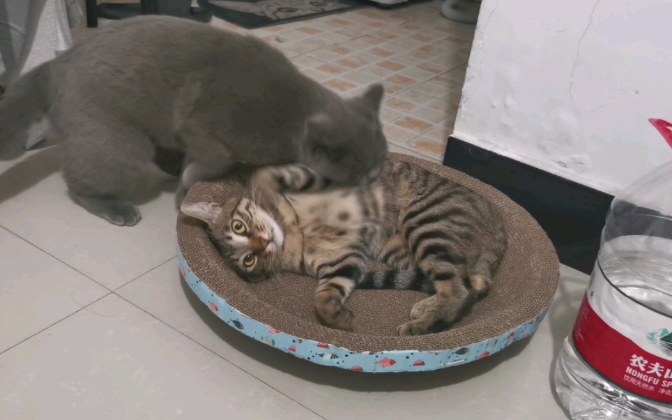 这就是你们猫猫间的play吗