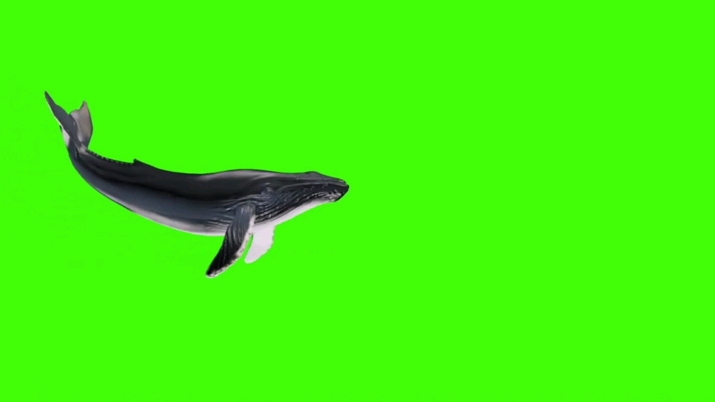 [绿幕]鲸鱼游过_哔哩哔哩 (゜-゜)つロ 干杯~-bilibili