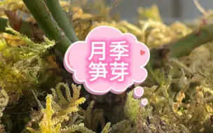 Descargar video: 月季笋芽我是这么玩的