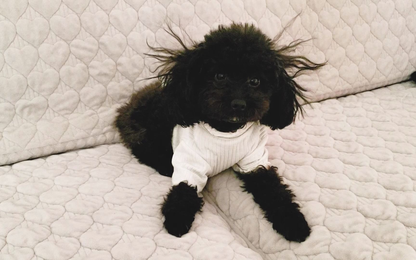 天干物燥,宠物炸毛,小贵宾黑糖的沙雕日常