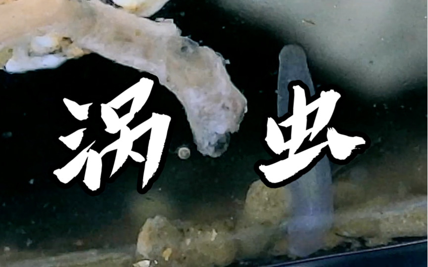 虾缸逃不掉的涡虫01