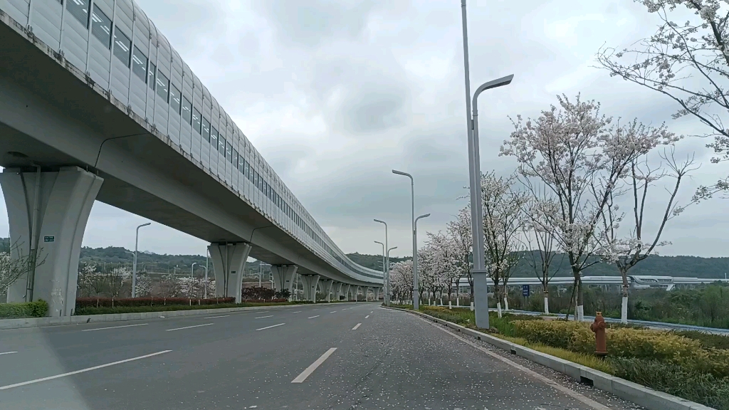 重慶北碚水土新城雲生大道春日白桃花