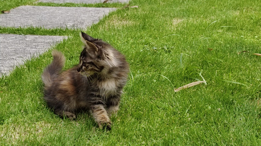 狸花 玳瑁!这才是小野猫颜值天花板!