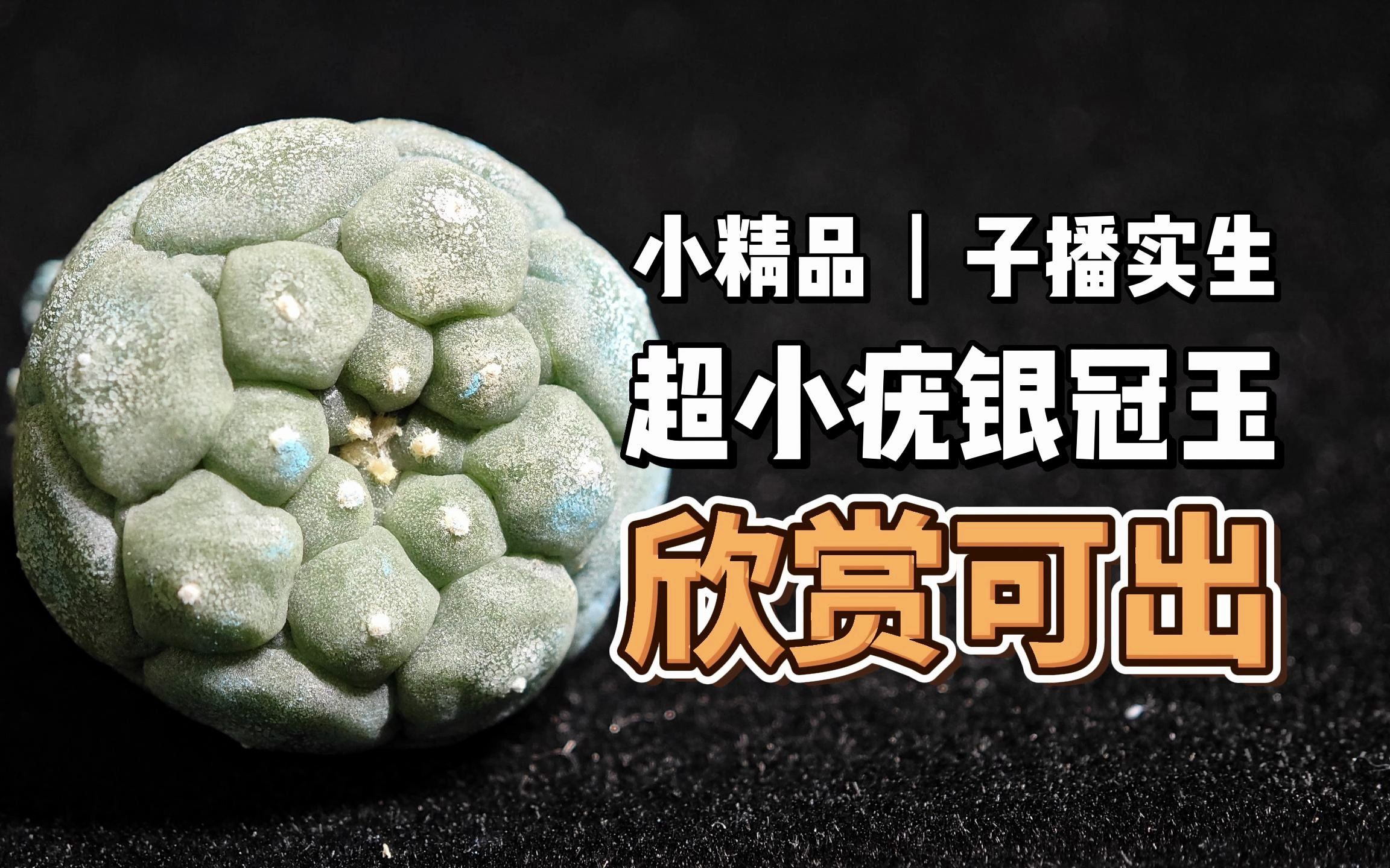 小精品丨超小疣银冠玉,欣赏可出