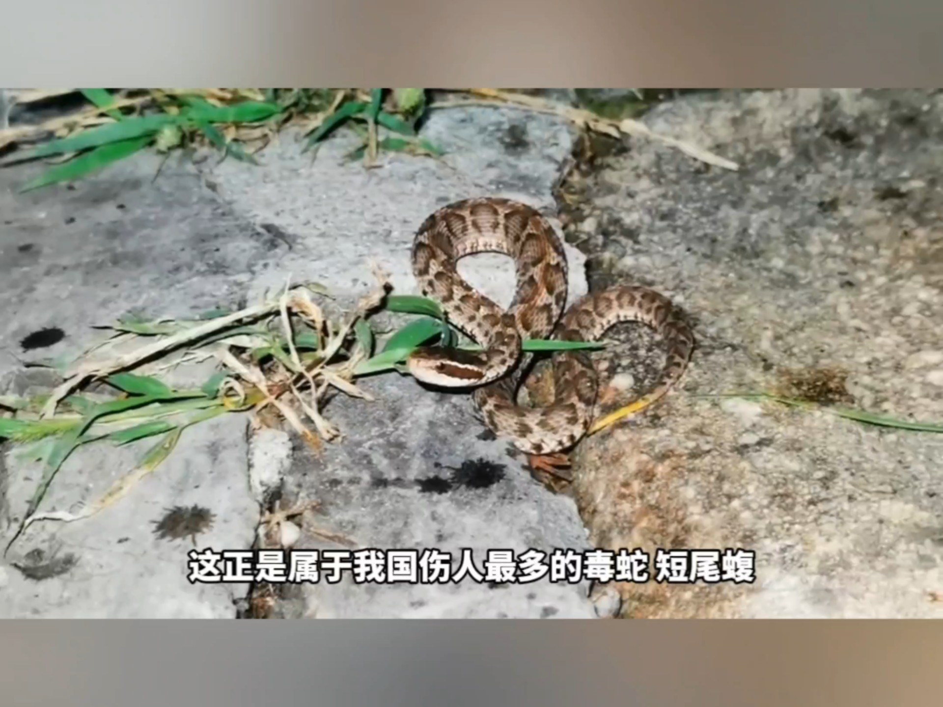 今天带大家探秘