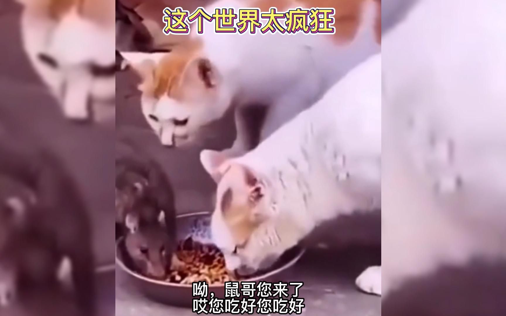 [图]这个世界太疯狂了，耗子给猫当大哥了