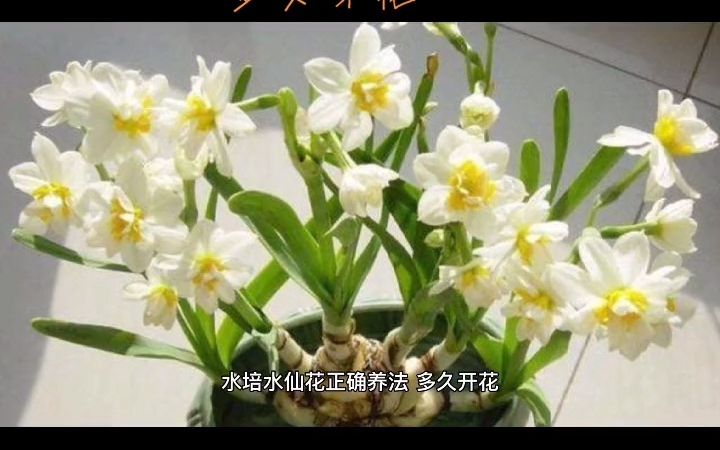 [图]【种植小技巧】水培水仙花正确养法