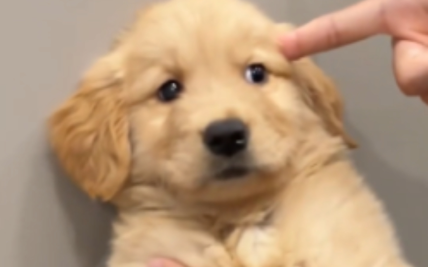 小金毛是世界上最最最可爱的狗狗