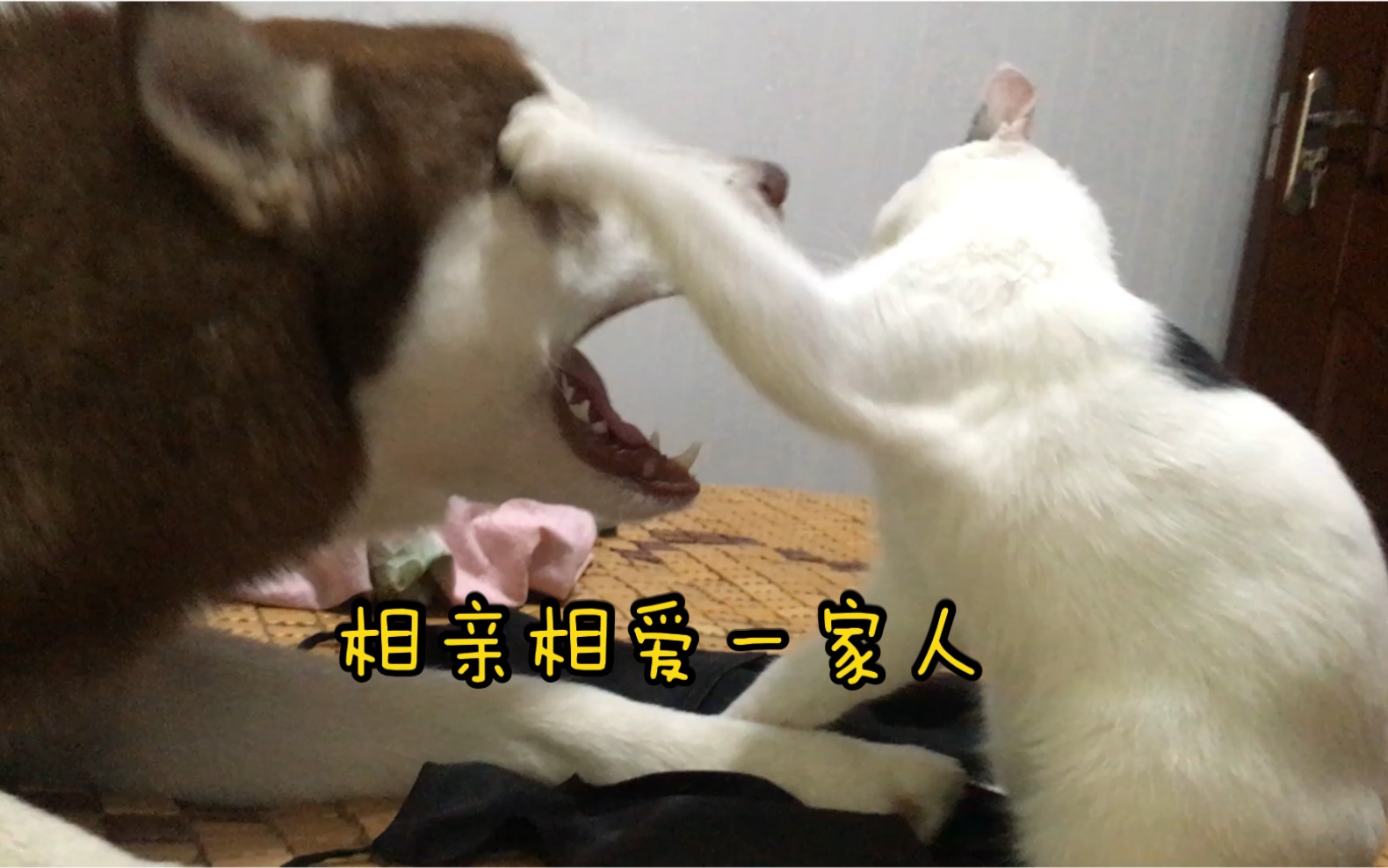 【程十二】二哈和猫咪的“幸福和谐”生活哔哩哔哩bilibili