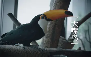 大嘴鸟 搜索结果 哔哩哔哩 Bilibili