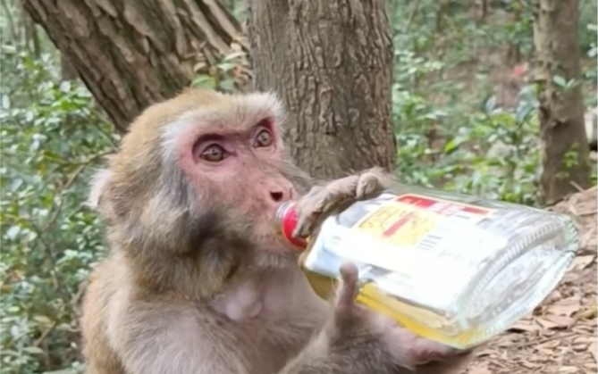 猴子喝冰红茶