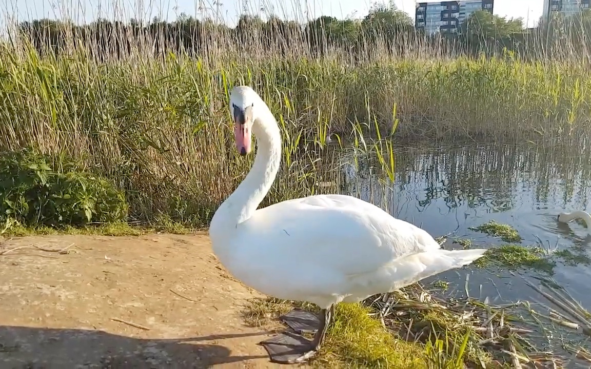 雄性天鹅听到了俄语后以"恐龙叫声"回复.