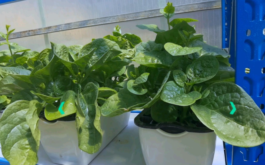 阳台种菜之木耳菜