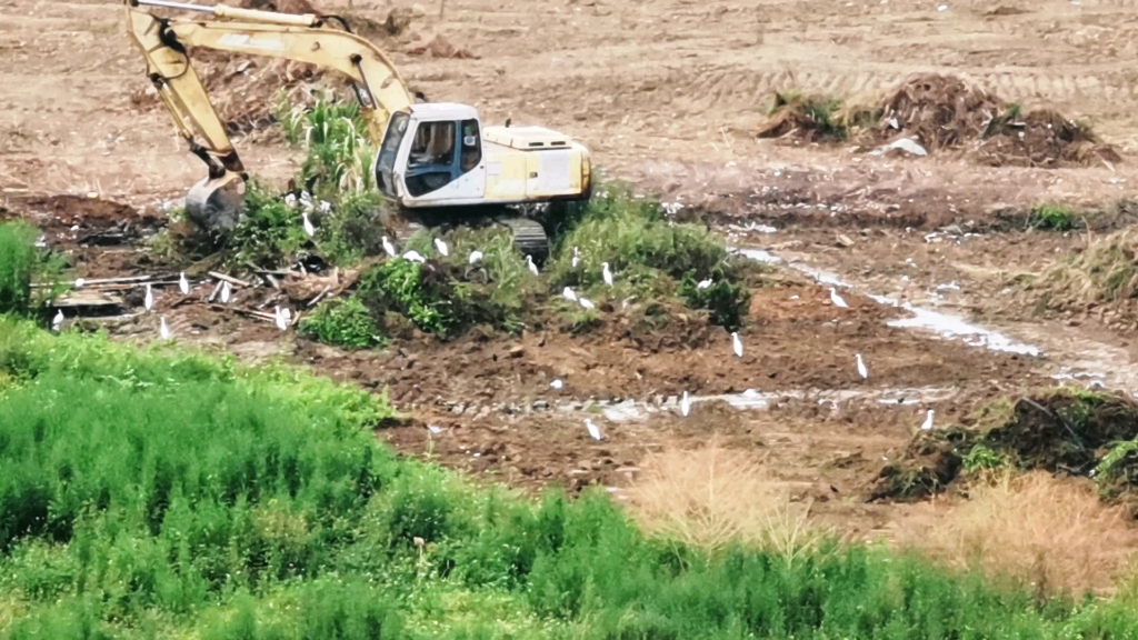 深圳市光明區溼地開墾,野生鳥類棲息地被破壞