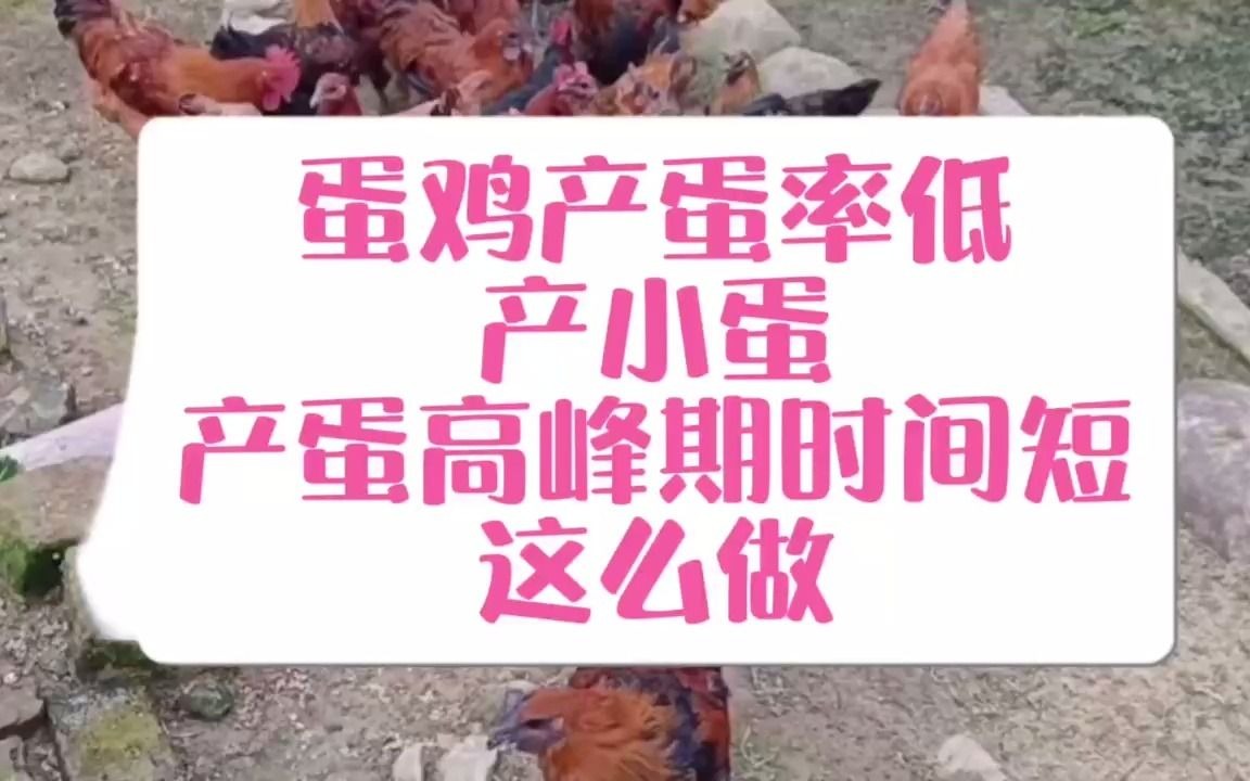 鸡产蛋率太低怎么办 蛋鸡产蛋率低怎么办哔哩哔哩bilibili