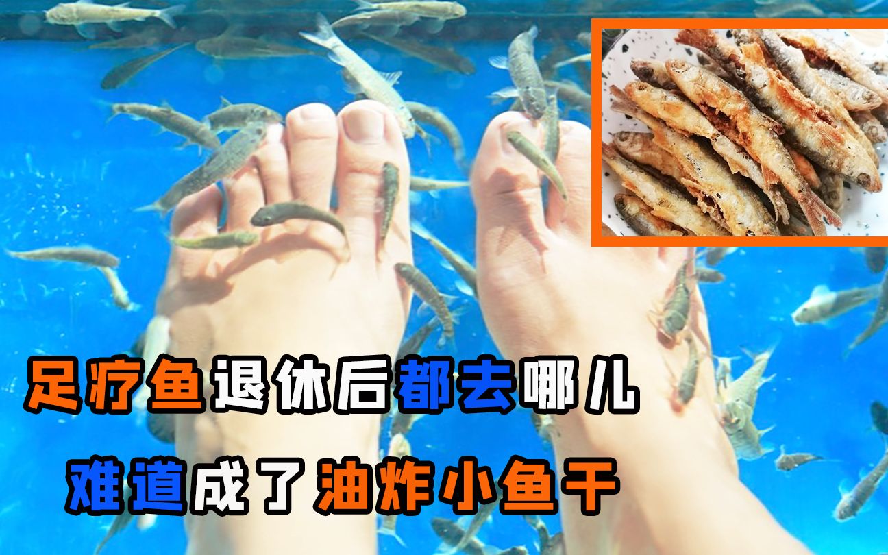 吃脚皮长大的足疗鱼,退休后去哪里了呢?难道真的被油炸了吗?