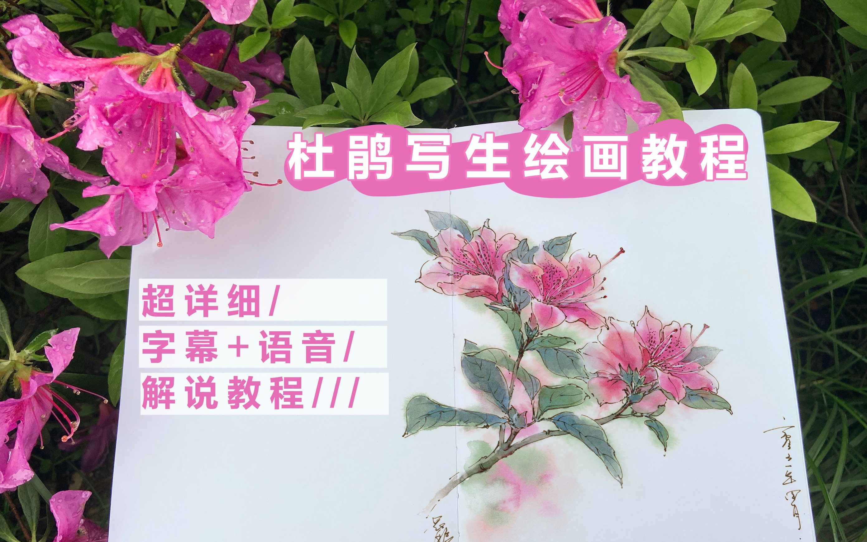 [图]春日寻芳之杜鹃花——花酿幸福绘画教程