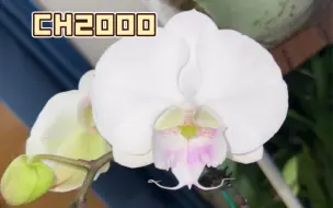 Download Video: 【蝴蝶兰】ch2000，心如刀割的白富美