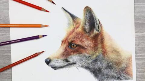 Amie Howard Art】54_如何用彩色铅笔画狐狸_哔哩哔哩_bilibili