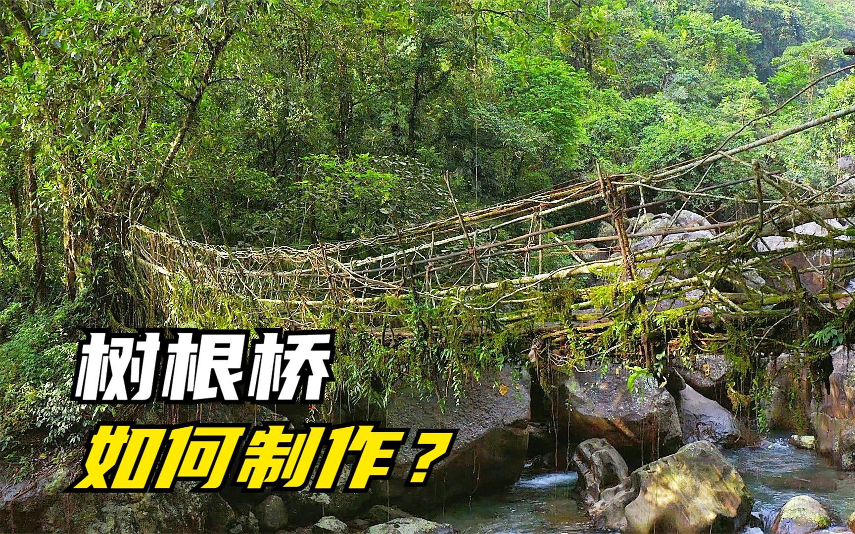 活树根如何搭建成桥?这种榕树根,每天能长2.5厘米,又软又硬!哔哩哔哩bilibili