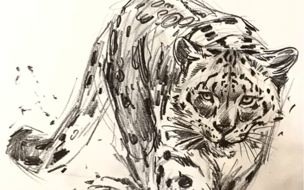 下山雪豹(速写)