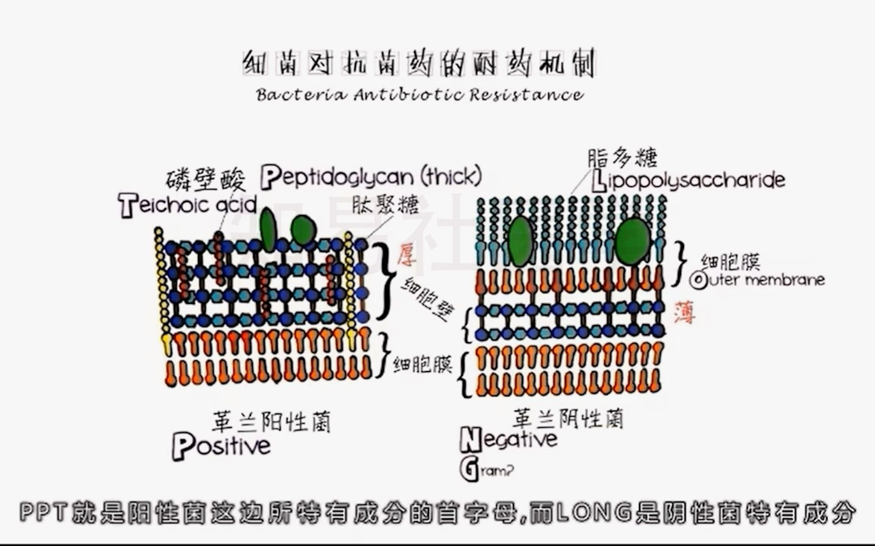 [图]医学生动画笔记 内科学考点 细菌的耐药机制（抗菌药物总结）