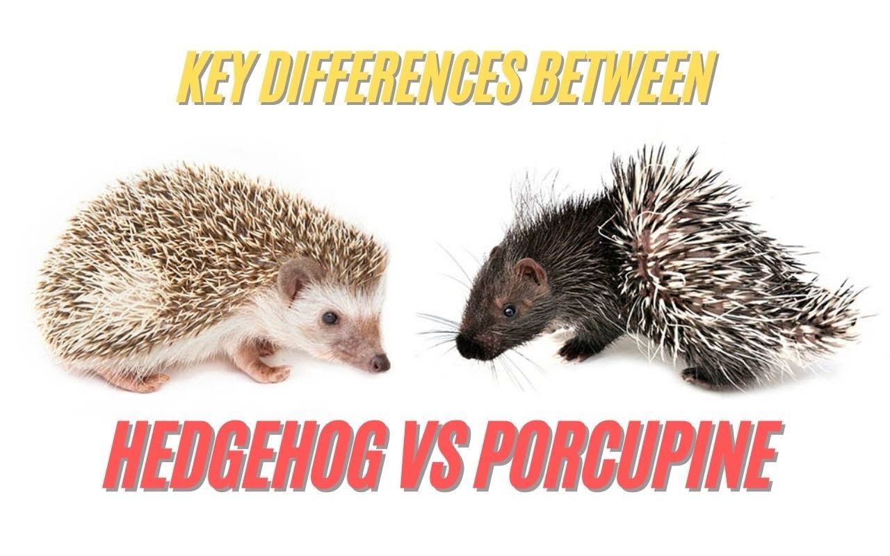 [图]Porcupine vs Hedgehog ｜ Key Differences Between Porcupine and Hedgehog