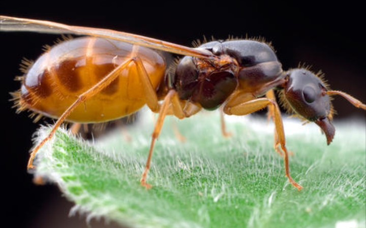 黑金弓背蚁开箱 复活冻僵的小群.爱生活,爱蚂蚁.
